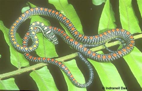 Chrysopelea paradisi | The Reptile Database