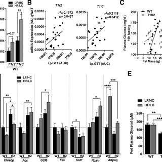 Effects of HF/LC diet on adipose tissue function in T1R2-KO mice. A ...