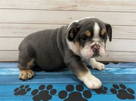 Blue English Bulldog Puppies For Sale Color Guide (2023)Bruiser Bulldogs