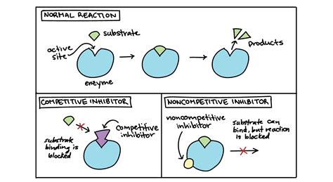 What are competitive and noncompetitive inhibitors and how do they inhibit enzymes?