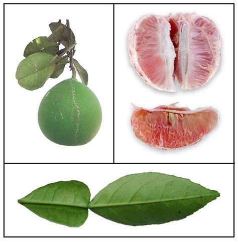 Suha / Citrus maxima / Grapefruit: Philippine Medicinal Herbs ...