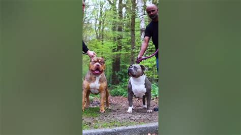 Rate the cuteness of these Pitbull ️ #dogs - YouTube