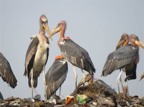 Ciconiidae Storks - Adelaide Ornithologists' Club