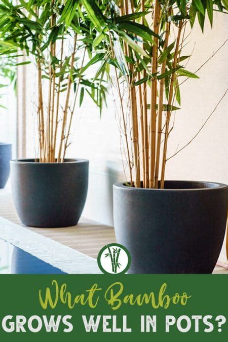 9 Bamboo Plants To Grow In Pots | Bamboo Plants HQ