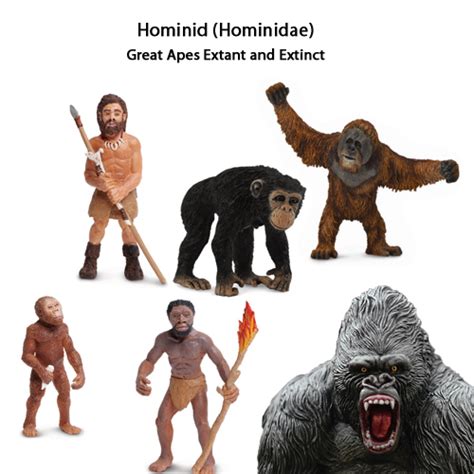 Hominid or Hominin? Defining and Explaining the Terms