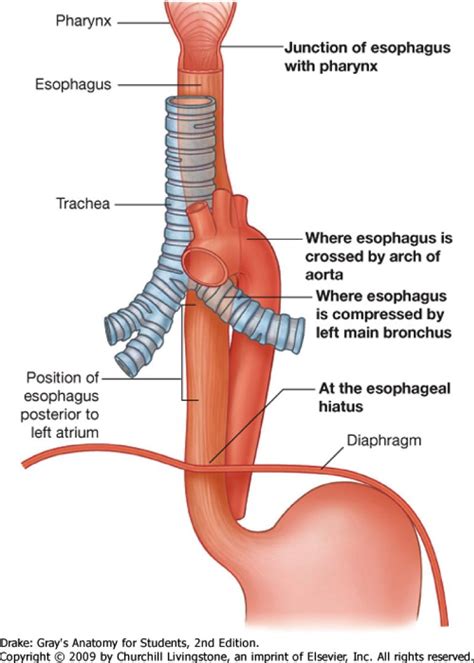 Anatomy Of The Trachea And Esophagus - Anatomical Charts & Posters