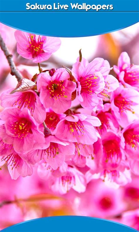 Sakura Live Wallpapers APK for Android Download