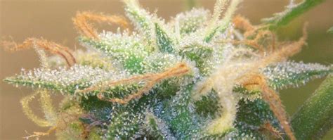 What Are Marijuana Trichomes And The Important Role It Plays