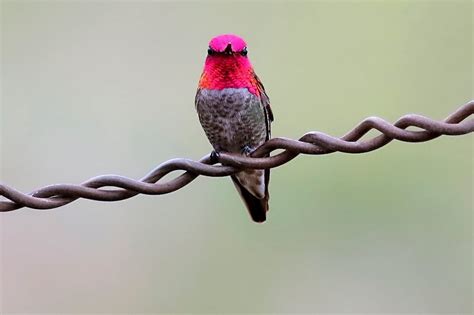 The Best Sites to See Arizona Hummingbirds - Birds and Blooms