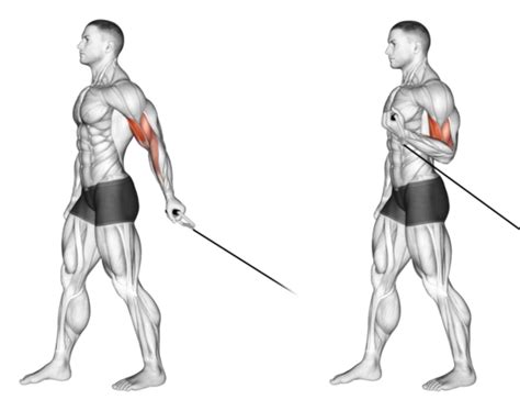 One-Arm Face-Away Cable Curls: How Doing A Curl "Backwards" Can Build Your Biceps To New Peaks ...