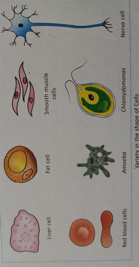 What are the different shape of cells? Explain with example - Brainly.in