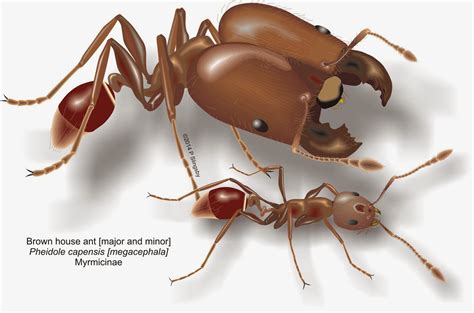 - Ants of Southern Africa -: Pheidole species: the House or Big-headed ants