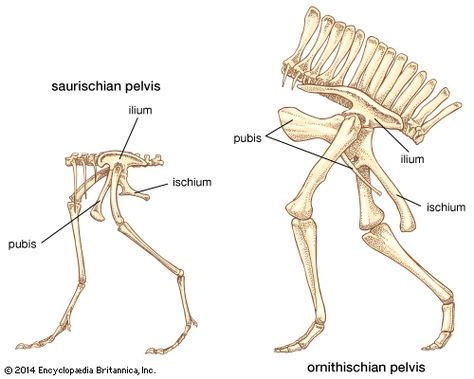 25 Theropoda ideas | dinosaur, prehistoric animals, paleontology