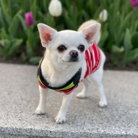 #1 Chihuahua Puppies - Breed Info - Stylish Chihuahuas