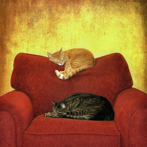 Cats Sleeping On Sofa Photograph by Nancy J. Koch, Pittsburgh, PA