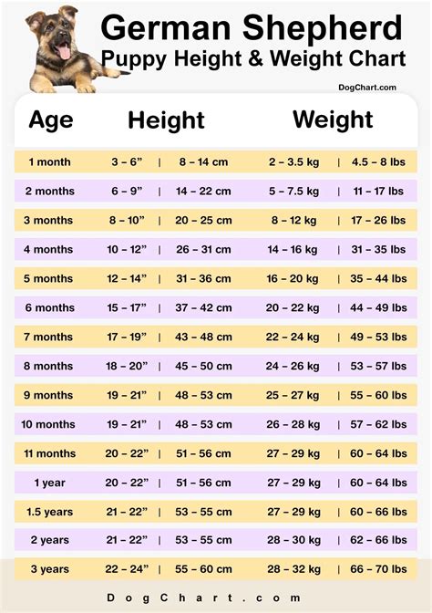 German Shepherd Puppy Height and Weight Chart in Kg & lbs