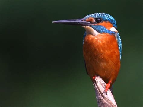 Kingfisher | The Life of Animals