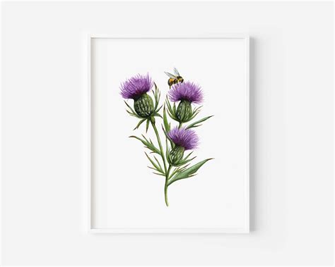 Scottish Thistle Watercolor Painting Scottish Thistle Art - Etsy