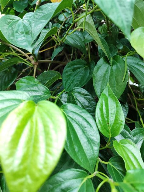 Green Leaves of the Betel Plant & X22;daun Sirih& X22; Stock Photo - Image of sirih, plant ...