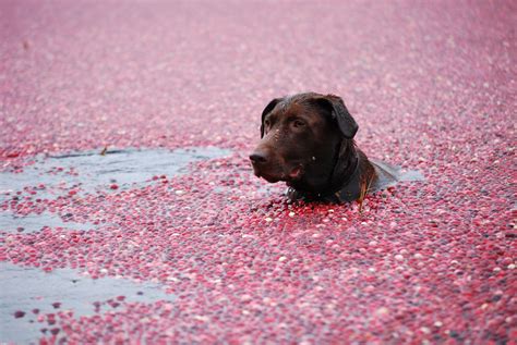 Dog in our bog _macie | Dogs, Happy holidays, Bogs