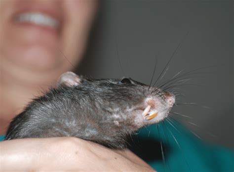 We adopted this rat. He had misaligned teeth, so they didn't grind themselves down like they do ...