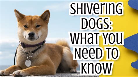 Shivering Dogs: What You Need to Know - YouTube