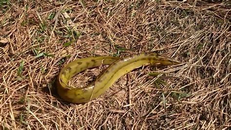 How to catch asian swamp eel || Eel Fishing In pakistani Marshes ...