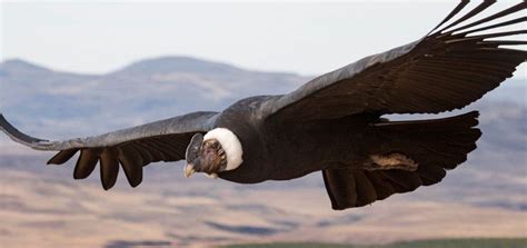 Andean condors can fly more than 100 miles without flapping their wings ...