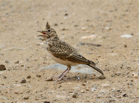 Crested Lark | BirdForum