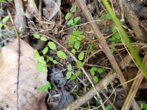 plants from Greenville, SC 29605, USA on August 29, 2022 at 03:29 PM by Safia Bouderka · iNaturalist