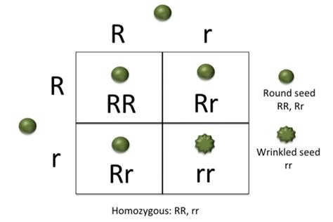 Homozygous - A Genetics Definition