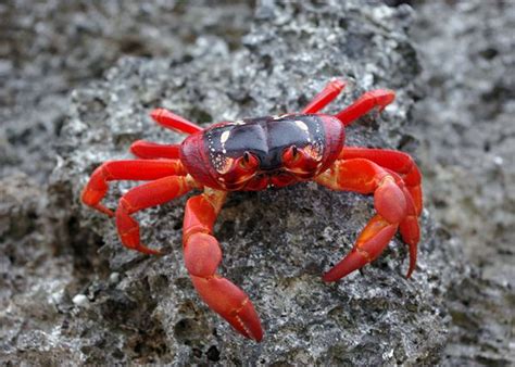 Will climate changes keep red crabs of Christmas Island from spawning ...