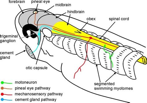 The anatomy of the tadpole sensory pathways, swimming myotomes and... | Download Scientific Diagram