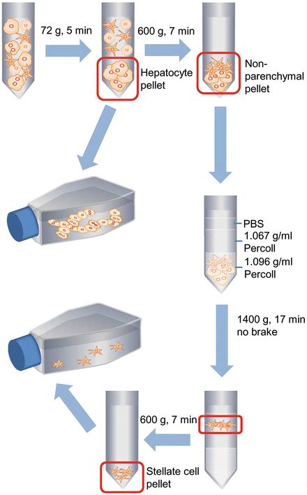 Isolation of Hepatocytes and Stellate Cells from a Single Piece of Human Liver | SpringerLink