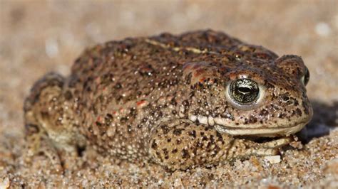 Natterjack Toad Facts and Pictures