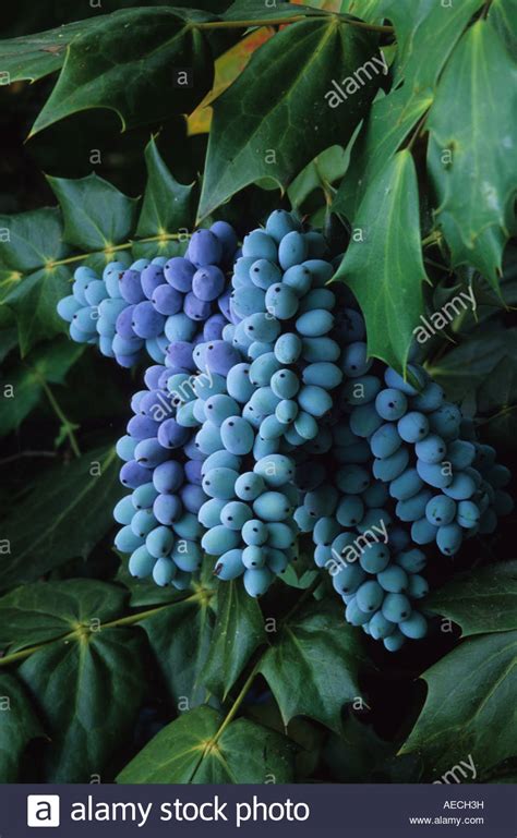 Mahonia japonica berries Stock Photo, Royalty Free Image: 13641076 - Alamy