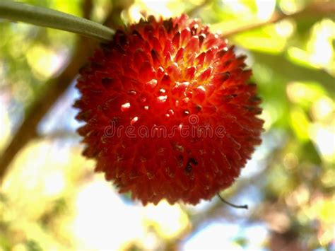 Strawberry Tree Fruit stock photo. Image of focus, closeup - 7252006