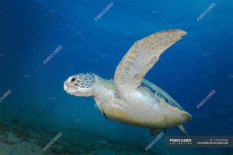 One turtle - Stock Photos, Royalty Free Images | Focused