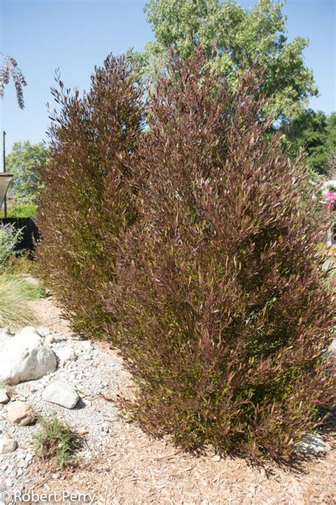 Dodonaea viscosa 'Purpurea' (Purple Hopseed Bush) – Ricardo's Nursery