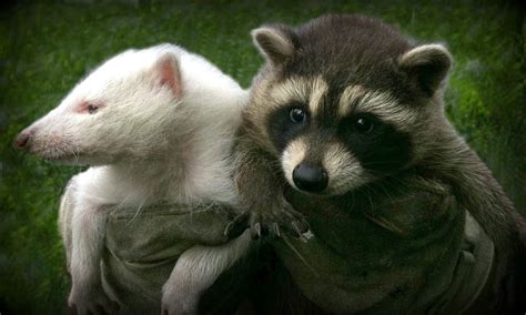 Albino raccoon and his bro. Wildlife control in toronto | Albino animals, Animals, Raccoon