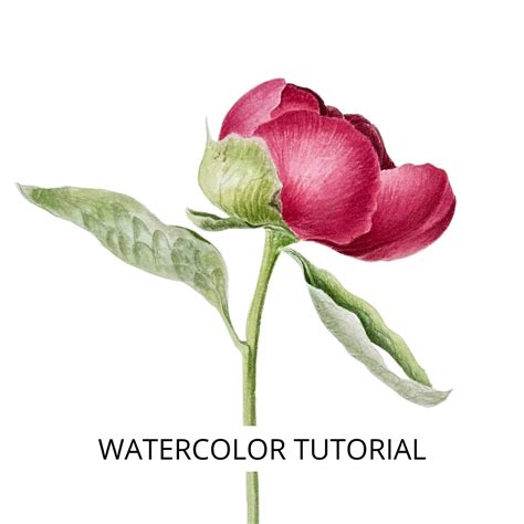 Peony – Kristine Art Watercolor Painting Online Classes