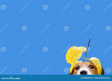 Love and Enjoy Autumn Season Concept with Dog Hiding Under Yellow ...