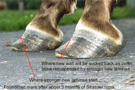 Treating Founder (Chronic Laminitis) Without Shoes--Guestbook 1999