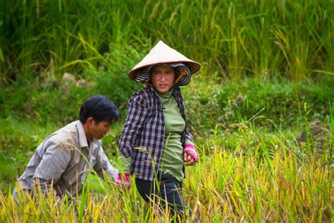 “Seeing” the Sa Pa Rice Terraces - Niteo Tours