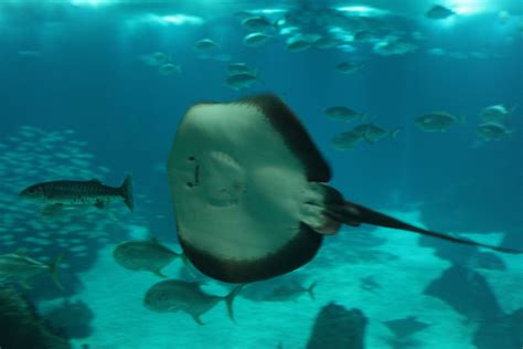 Oceanario de Lisboa - Lisbon Portugal | Places ive been, Animals, Places