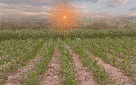 Beautiful Sunset in the Evening Over the Corn Field. Stock Image ...