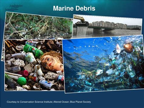 PPT - The impact of marine debris PowerPoint Presentation, free download - ID:2410049