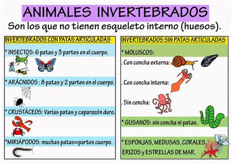 animales vertebrados - Buscar con Google | Science and nature, Album, Educational board