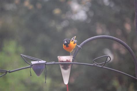 Oriole Bird Feeder Placement | Birdcage Design Ideas