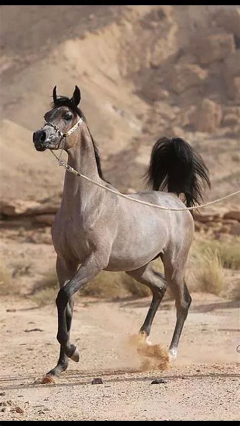 I believe this is an Arabian because of the long snout and shape of ...